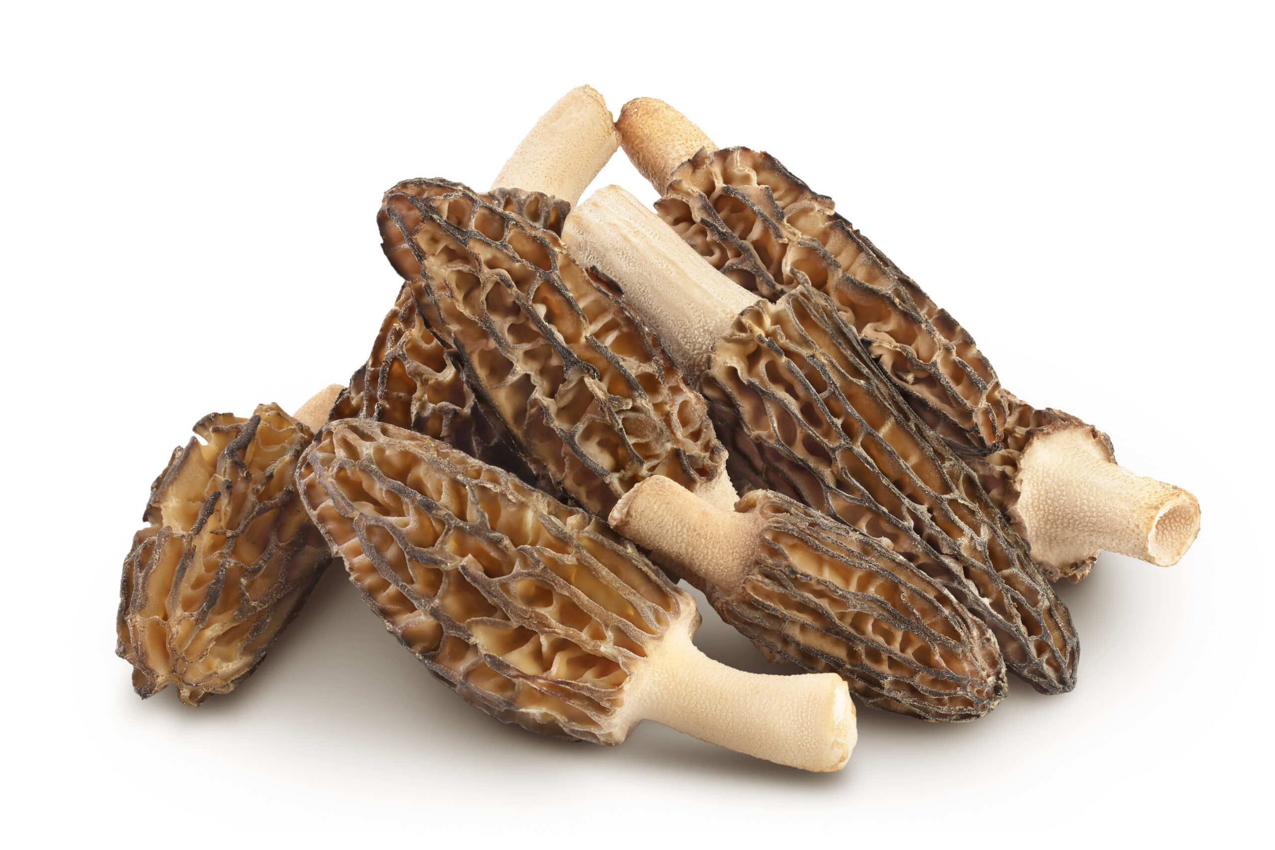 Pile of morel mushrooms on a white background