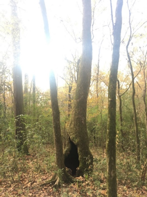Hollowed-out tree next to other trees in a forest with sunlight peeking through in the background.