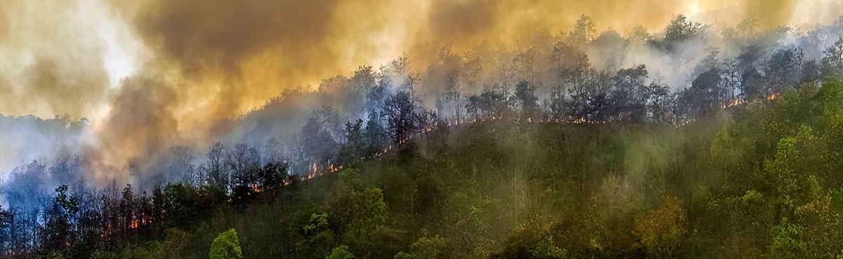 Bosque con árboles en llamas y el cielo cubierto de humo.