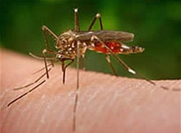 Primer plano de mosquito