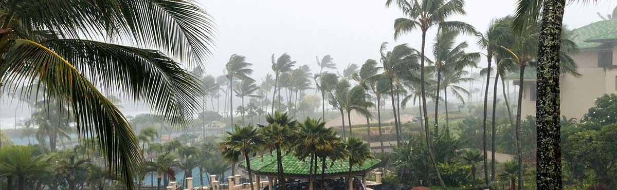 viento soplando la playa con palmeras