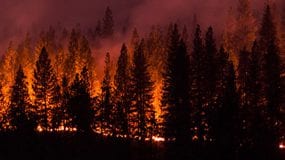 Una imagen de un grupo de árboles altos envueltos en llamas