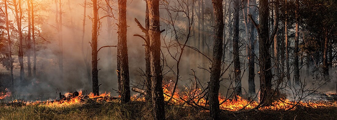 Incendio forestal que arde a través de un bosque.