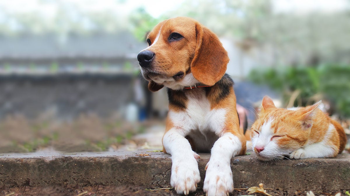 Beagle dog sitting next to a sleeping orange and white cat outside.