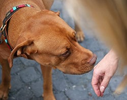 Dog smelling woman's hand
