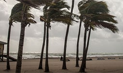 Palm trees blowing in hurricane