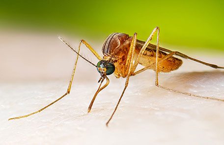 West Nile Virus