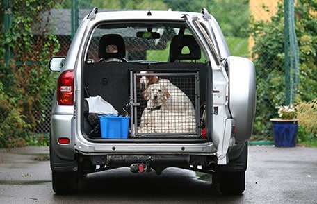 dog in crate in back of car