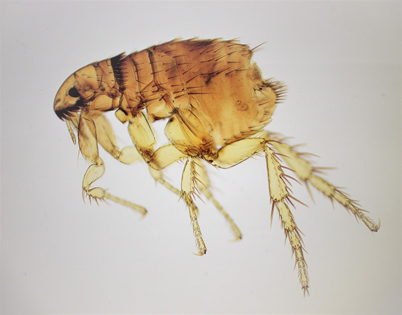Magnified photograph of an adult cat flea