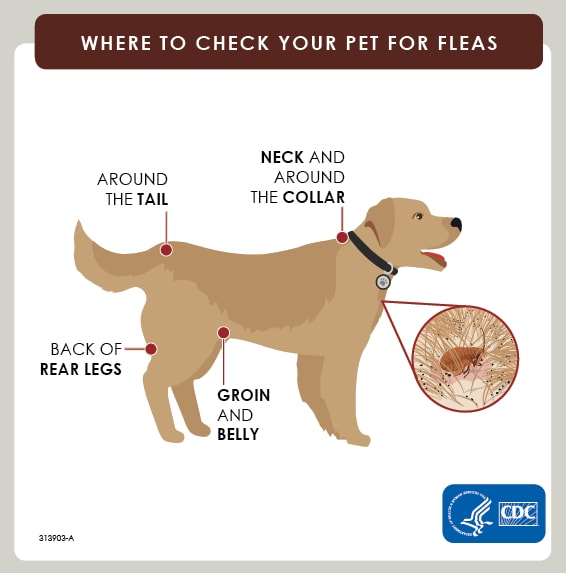 Illustration of a dog showing where to check for ticks: Neck and around the collar, groin and belly, back of rear legs, and around the tail.
