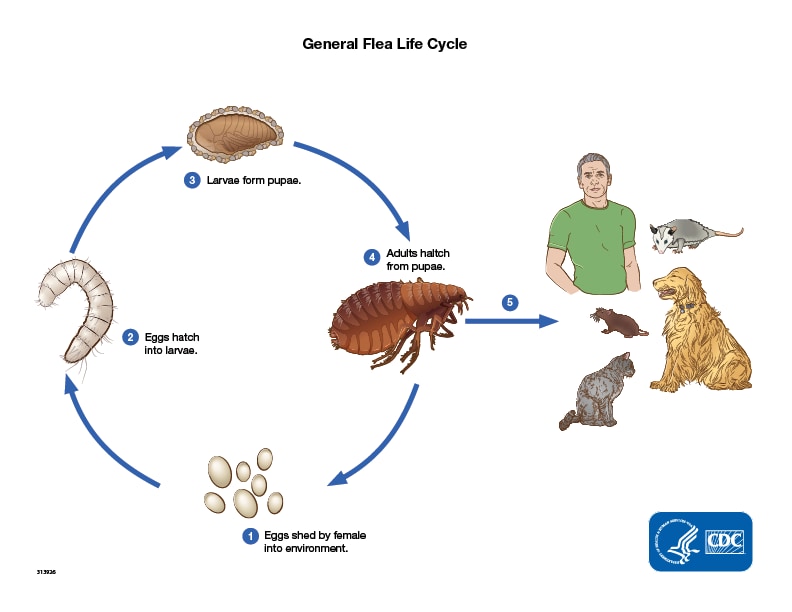 Diagram showing the four-step life cycle of fleas. Adult fleas lay eggs in the fur and environment of an animal or human host. After the eggs hatch, fleas enter their free moving, larval stage. The larva will feed and then enter the pupa. In the pupal stage, fleas are protected with a cocoon until they are ready to emerge as an adult. Adult female fleas will seek a blood meal and lay eggs, completing the life cycle.
