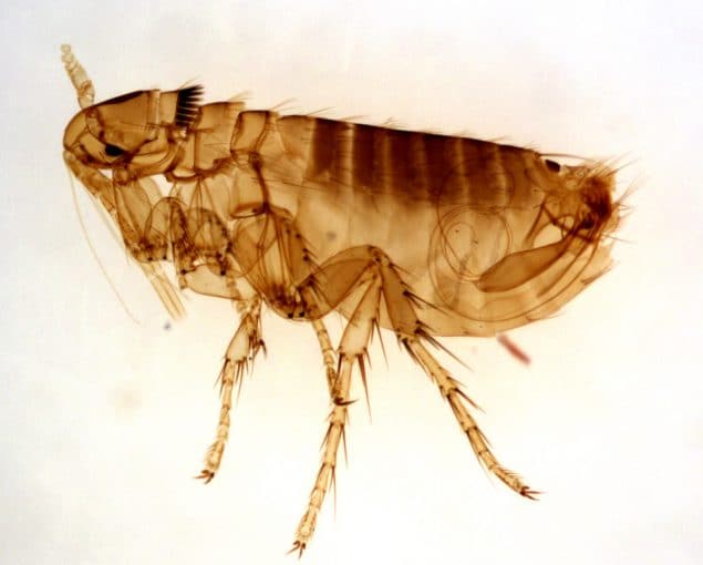 Magnified photograph of an adult ground squirrel flea.