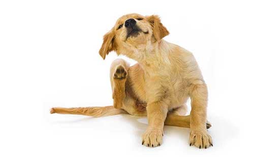 Photo of puppy scratching fleas on white background.