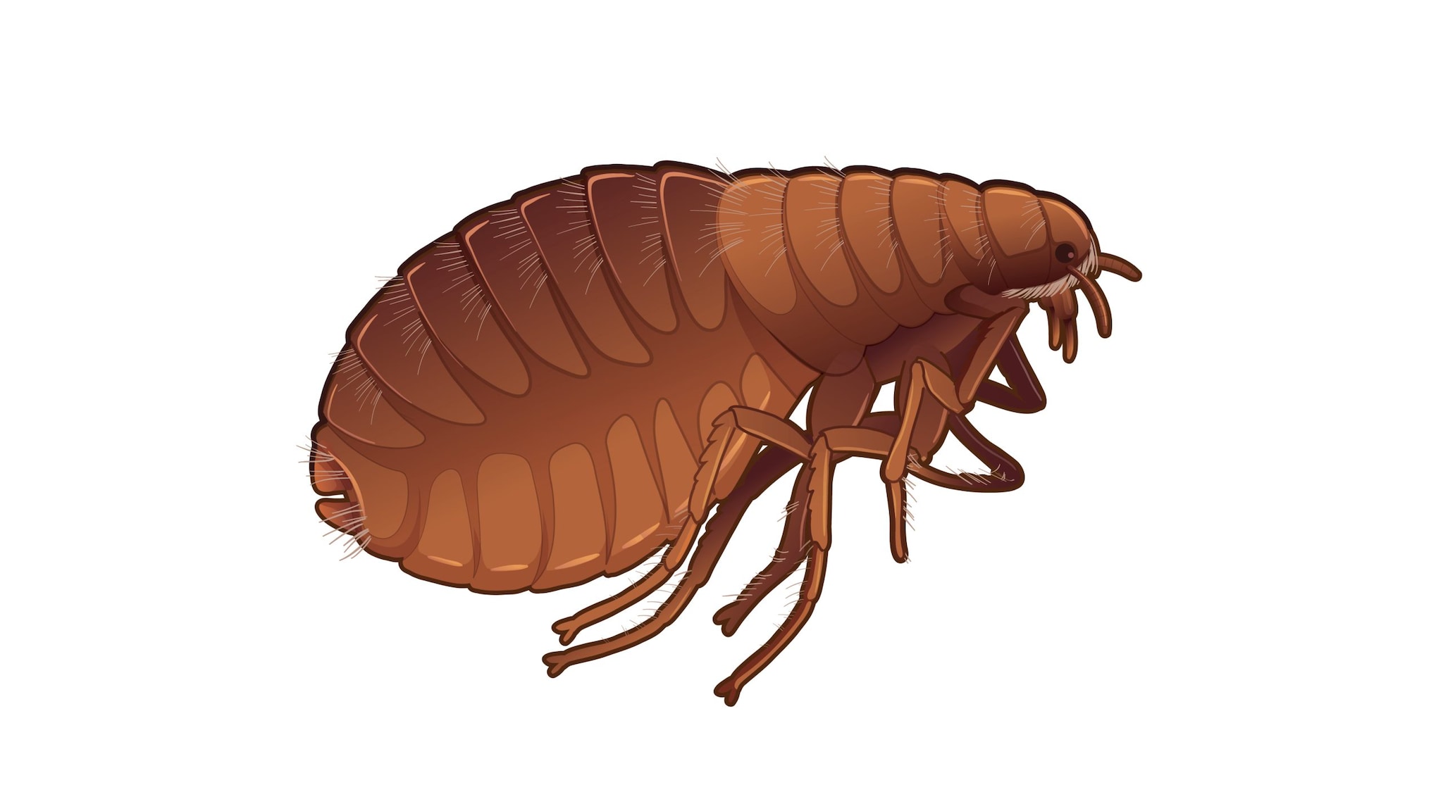 lllustration of a flea