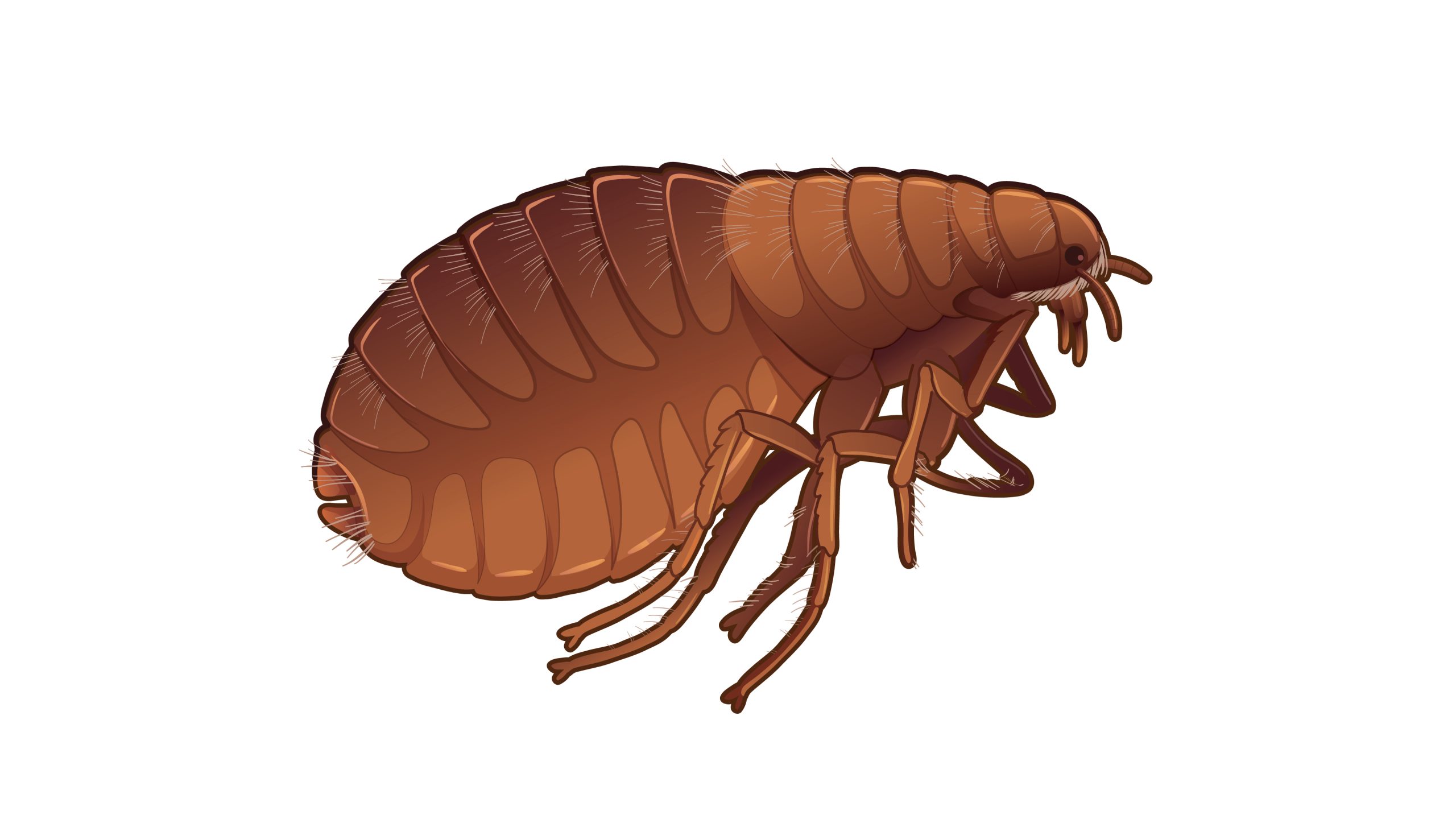 Flea Lifecycles Fleas CDC flea-lifecycles-fleas-cdc