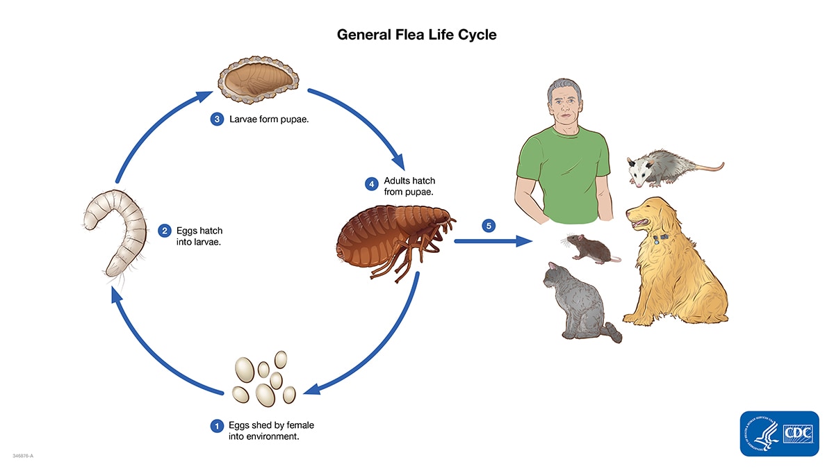 Flea lifecycle