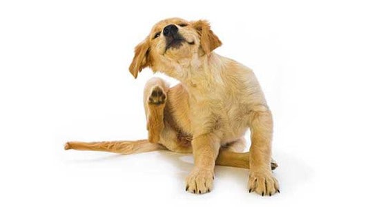 Golden retriever puppy scratching itself with hind leg.