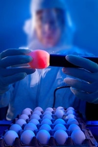 Photo of a lab worker examining an egg as part of flu vaccine safety and other research.
