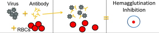 diagram of virus