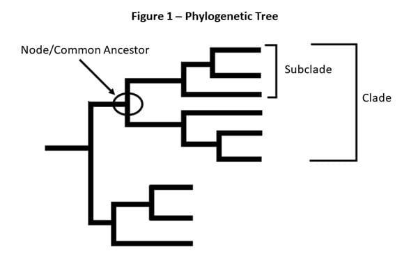 figure 1 - phylogenetic tree , node common acestor, subclade, clade