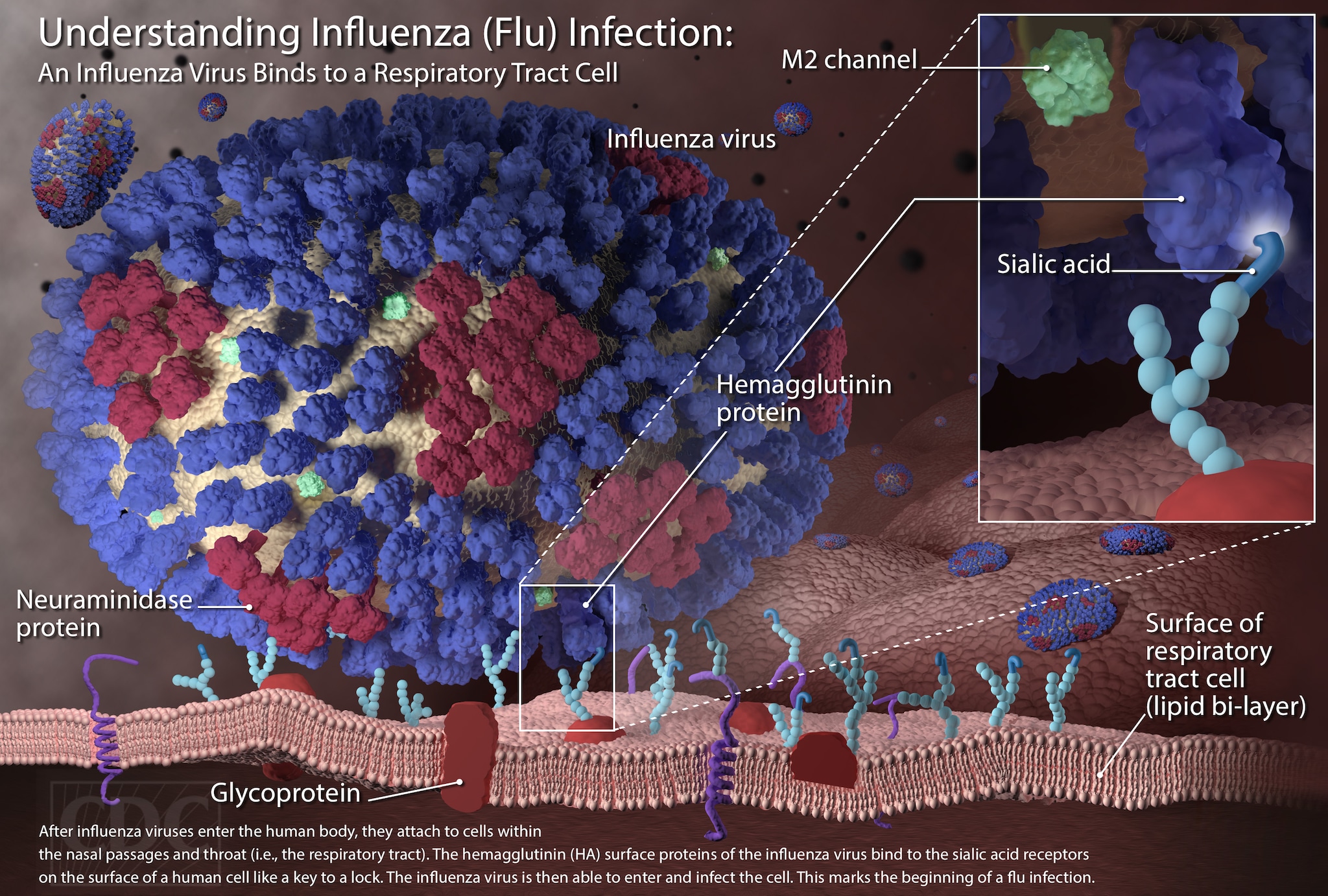 Understanding Flu Viruses | CDC