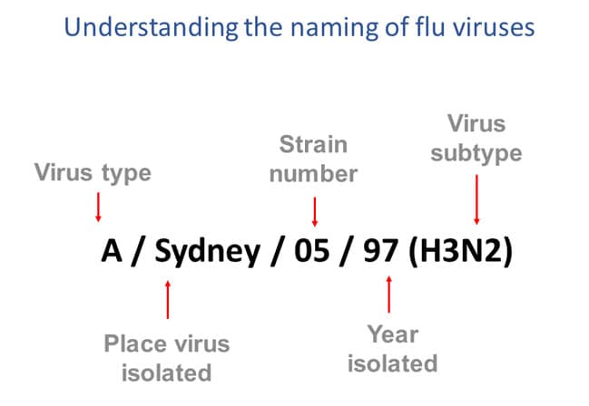 understanding the naming of flu viruses virus type, place virus isolated, strain number, year isolated, virus subtype example a sydney o5 97 (h3n2)