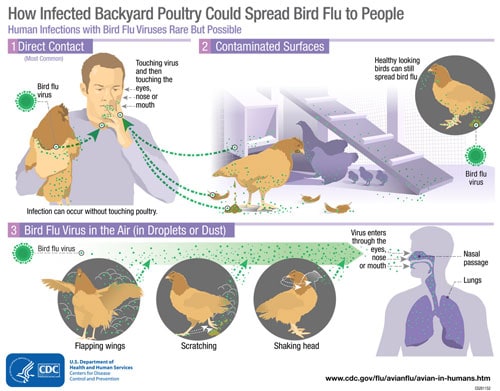 Infografía sobre la transmisión de la influenza aviar