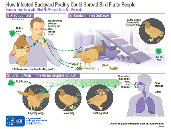 avian influenza transmission infographic