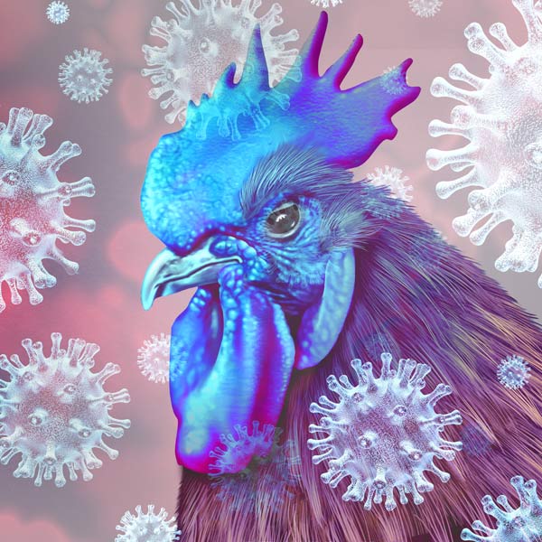 Ilustración de un gallo con virus de fondo