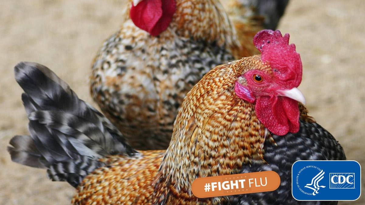 Domestic chickens with hashtag #fightflu and cdc logo
