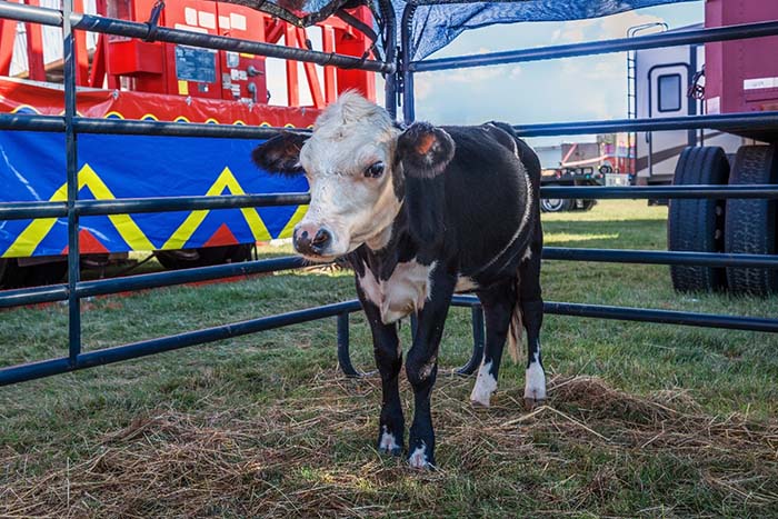 cow at a fair in a pen