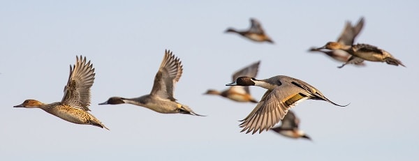 Una bandada de patos de cola puntiaguda volando en invierno. Los patos de cola puntiaguda del norte o golondrinos norteños se encuentran entre los tipos de aves en los que se han detectado infecciones por el virus de la influenza aviar H5N1 en los Estados Unidos en el 2022.
