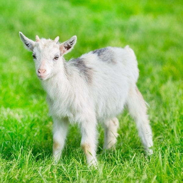 A goat in a grassy field.