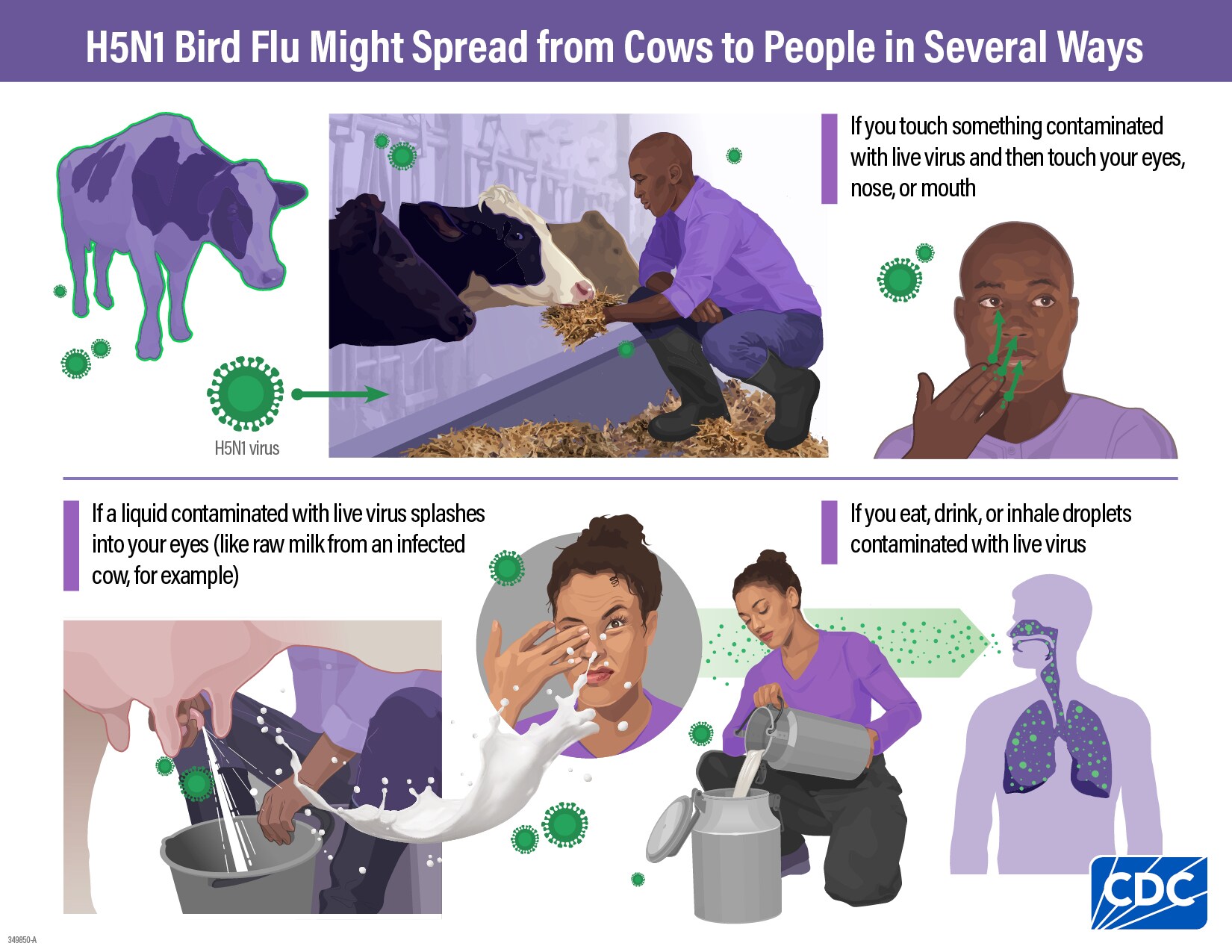 Infographic showing H5N1 bird flu might spread from cows to people in several ways
