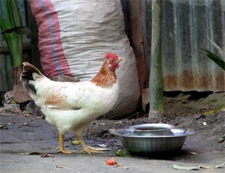 Una gallina en el comedero