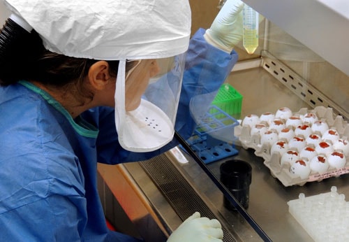 Un científico de los CDC recoge el virus H7N9 que se cultivó para compartir con laboratorios asociados con fines de investigación