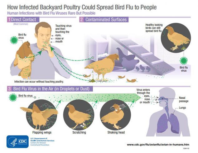How infected backyard poultry could spread bird flu to people graphic