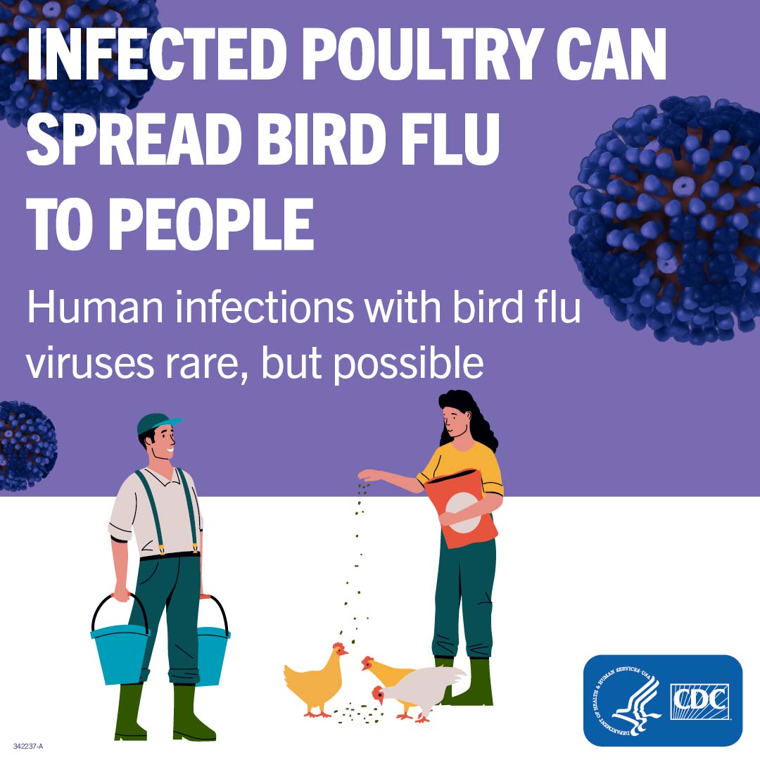 farmers feeding chickens with text: infected poultry can spread bird flu to people Human infectons with bird flu viruses rare, but possible CDC logo