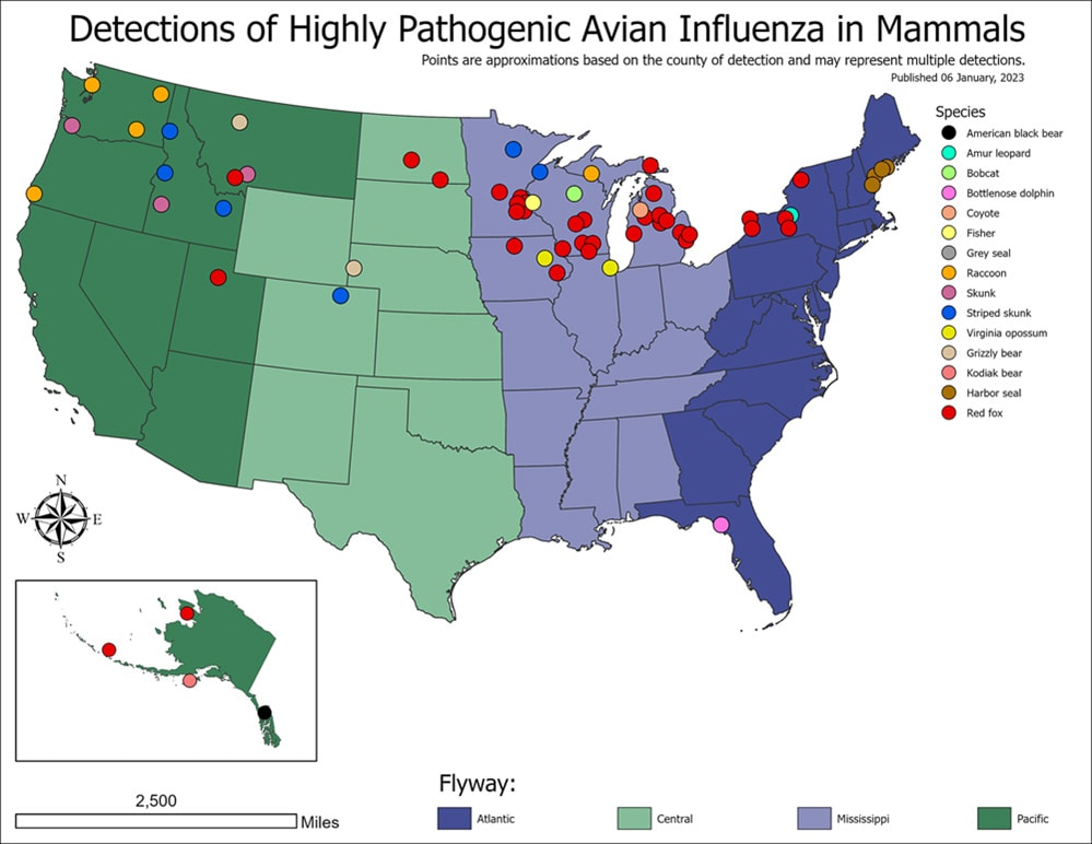 map of United States Detection of Highly Pathogenic Avian Influenza in Mammals with different colored dots for different mammals