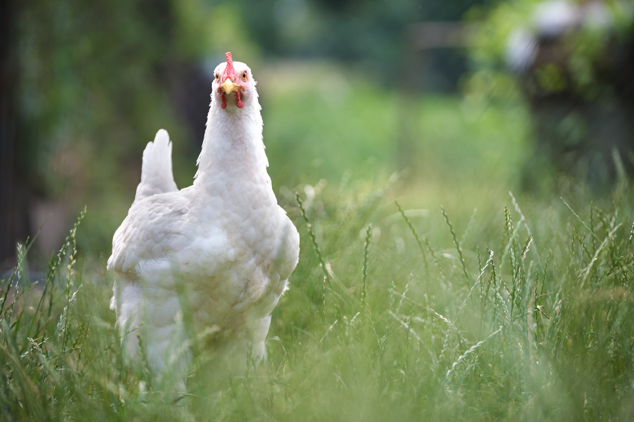 Domestic chicken standing on yard lawn with green grass