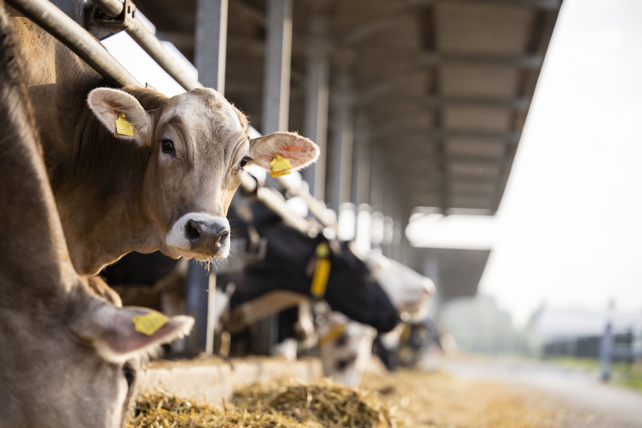 Vaca lechera con etiqueta en una granja.