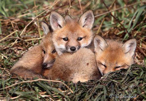 three fox kits cuddled together