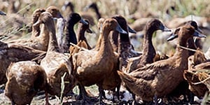 Wild water fowl can be carriers of avian influenza