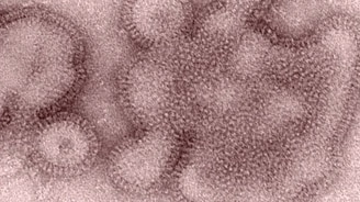 H3N2 variant influenza virus