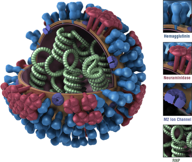 This is a picture of an influenza virus. The virus’ hemagglutinin (HA) surface proteins are depicted in blue. The HAs of an influenza virus are antigens. Antigens are features of the influenza virus that are recognized by the immune system and that trigger a protective immune response. Most flu vaccines are designed to trigger an immune response against the HAs of circulating influenza viruses.