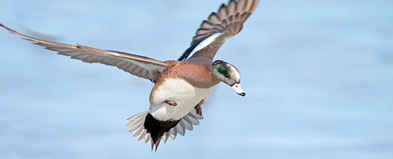 A duck in flight