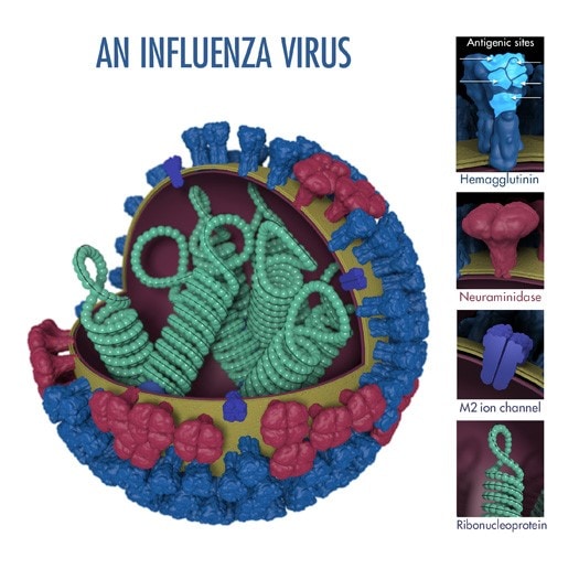 Image of an influenza virus and antigenic sites