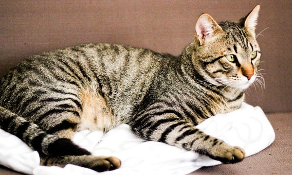 Influenza A viruses are found in many animals including cats.