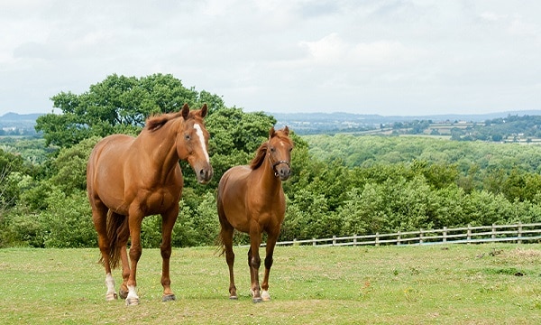 Dos caballos en un campo