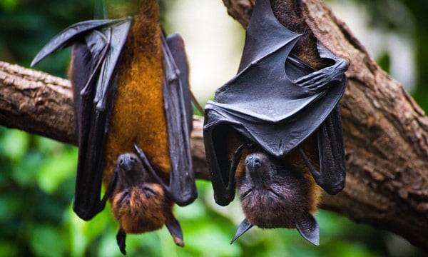 La influenza en los murciélagos